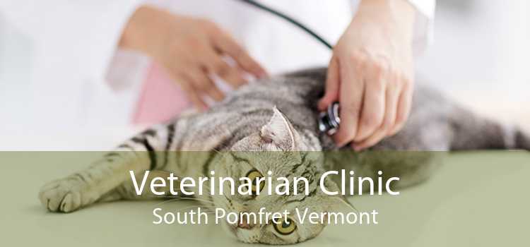 Veterinarian Clinic South Pomfret Vermont