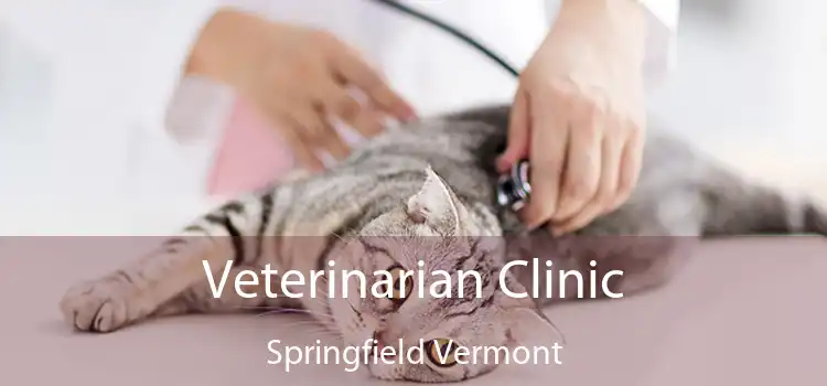 Veterinarian Clinic Springfield Vermont