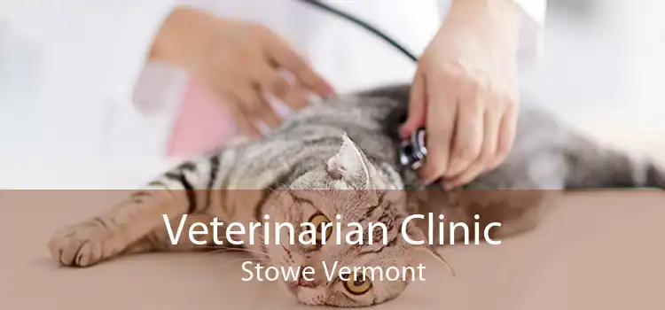 Veterinarian Clinic Stowe Vermont