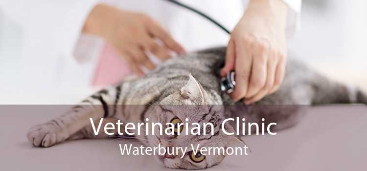 Veterinarian Clinic Waterbury Vermont