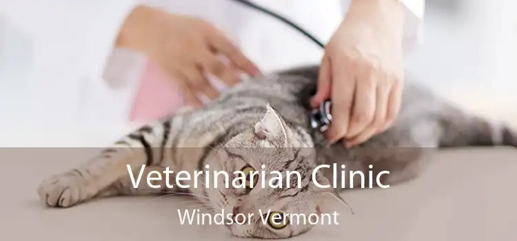 Veterinarian Clinic Windsor Vermont