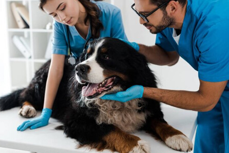 Mount Pleasant animal hospital