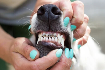 dog dentist in Rock Hill