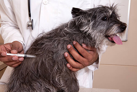  vet for dog vaccination in Barre