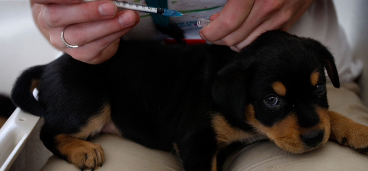dog vaccination dispensary in Middlebury