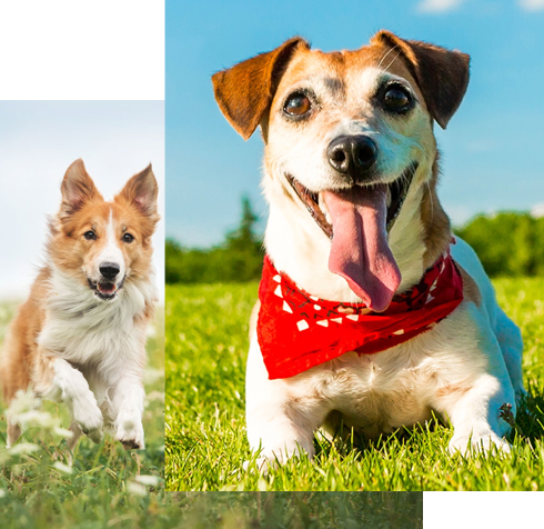 professional pet vet in Wakefield